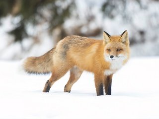 Обои снег, зима, взгляд, рыжая, лиса, боке, snow, winter, look, red, fox, bokeh разрешение 2880x1920 Загрузить