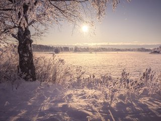 Обои солнце, снег, дерево, берег, зима, утро, поле, иней, the sun, snow, tree, shore, winter, morning, field, frost разрешение 5622x3748 Загрузить