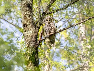 Обои сова, дерево, ветки, птица, неясыть, owl, tree, branches, bird разрешение 4000x2666 Загрузить