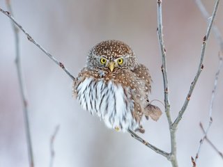 Обои сова, ветки, птица, сыч, owl, branches, bird разрешение 2071x1600 Загрузить