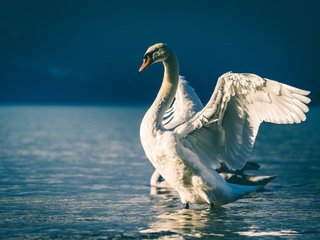 Обои свет, белый, водоем, птица, голубой фон, лебедь, белый лебедь, взмах крыльев, light, white, pond, bird, blue background, swan, white swan, flap разрешение 6000x4000 Загрузить