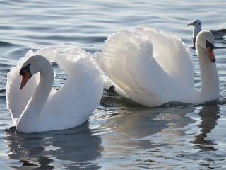 Обои свет, лебедь, вода, белый лебедь, водоем, чайка, птицы, пара, белые, лебеди, light, swan, water, white swan, pond, seagull, birds, pair, white, swans разрешение 6000x3424 Загрузить