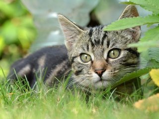 Обои трава, мордочка, кошка, взгляд, котенок, grass, muzzle, cat, look, kitty разрешение 2048x1206 Загрузить