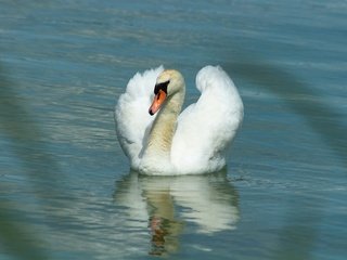 Обои вода, белый лебедь, отражение, белый, водоем, птица, плавание, лебедь, боке, water, white swan, reflection, white, pond, bird, swimming, swan, bokeh разрешение 3840x2160 Загрузить