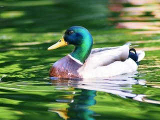 Обои вода, отражение, водоем, птица, плавание, утка, селезень, кряква, water, reflection, pond, bird, swimming, duck, drake, mallard разрешение 3840x2560 Загрузить