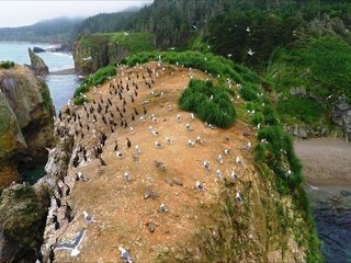 Обои побережье, птицы, россия, сахалин, мыс великан, мыс птичий, coast, birds, russia, sakhalin разрешение 2704x1521 Загрузить