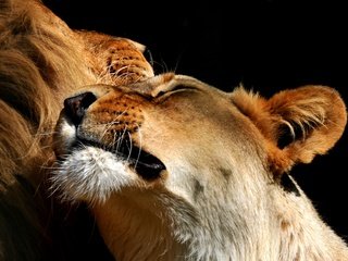 Обои черный фон, пара, львы, лев, львица, black background, pair, lions, leo, lioness разрешение 3659x2304 Загрузить