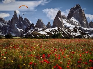 Обои цветы, горы, швейцария, маки, луга, парапланерист, flowers, mountains, switzerland, maki, meadows, paraglider разрешение 3840x2160 Загрузить