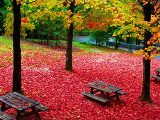 Обои деревья, парк, листва, осень, стол для пикника, trees, park, foliage, autumn разрешение 3840x2160 Загрузить