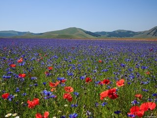 Обои цветы, горы, поле, маки, луг, италия, васильки, flowers, mountains, field, maki, meadow, italy, cornflowers разрешение 3072x2048 Загрузить