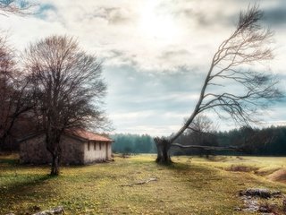 Обои природа, дерево, дом, nature, tree, house разрешение 3840x2160 Загрузить