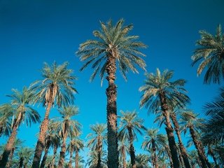 Обои небо, пальмы, ясно, the sky, palm trees, clear разрешение 1920x1440 Загрузить