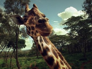 Обои жираф, giraffe разрешение 1920x1166 Загрузить