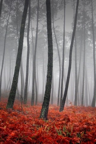 Обои трава, деревья, туман, красный, grass, trees, fog, red разрешение 3543x2362 Загрузить