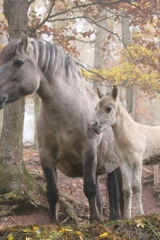 Обои лошадь, деревья, лес, horse, trees, forest разрешение 3504x2336 Загрузить