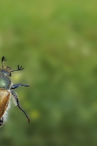 Обои зелёный, жук, насекомое, минимализм, привет, green, beetle, insect, minimalism, hi разрешение 2560x1600 Загрузить