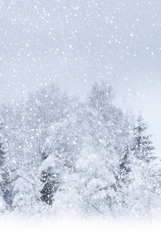 Обои деревья, снег, зима, winter beauty, летящий, кругом бело, trees, snow, winter, flying, circle white разрешение 5616x3399 Загрузить