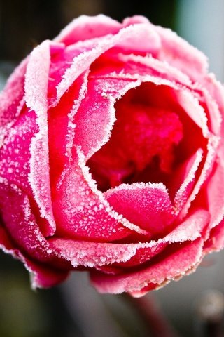 Обои мороз, розы, иней, frost, roses разрешение 2560x1600 Загрузить