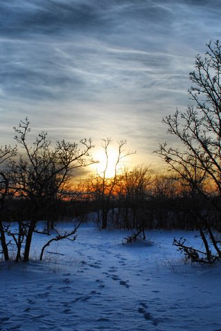 Обои деревья, вечер, снег, природа, закат, зима, пейзаж, мороз, trees, the evening, snow, nature, sunset, winter, landscape, frost разрешение 2560x1600 Загрузить