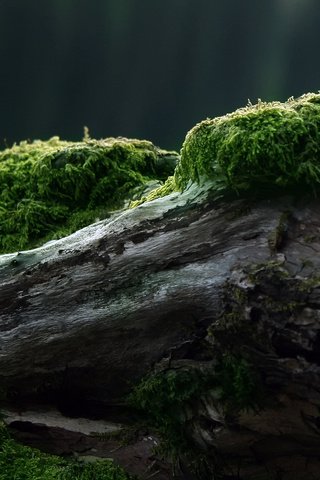 Обои дерево, мох, tree, moss разрешение 2560x1600 Загрузить