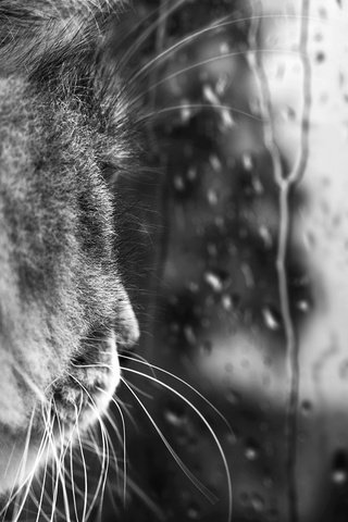 Обои кот, усы, капли, черно-белая, дождь, стекло, cat, mustache, drops, black and white, rain, glass разрешение 1920x1080 Загрузить