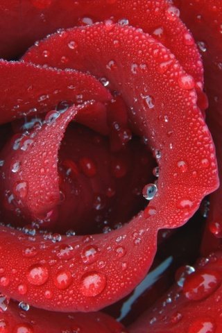 Обои капли, роза, лепестки, красный, drops, rose, petals, red разрешение 1920x1080 Загрузить