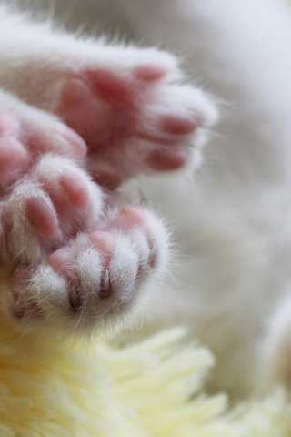 Обои морда, кот, лапы, котенок, белый, лапки, face, cat, paws, kitty, white, legs разрешение 1920x1200 Загрузить