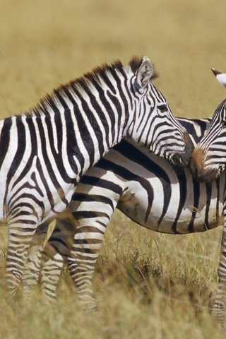 Обои зебра, полоски, животные, африка, зебры, сухая трава, zebra, strips, animals, africa, dry grass разрешение 1920x1200 Загрузить