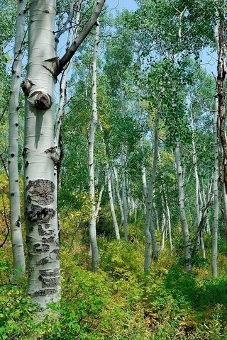 Обои лес, березы, кусты, forest, birch, the bushes разрешение 1920x1200 Загрузить