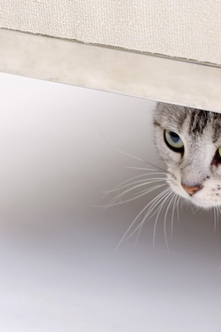 Обои глаза, кот, кошка, смотрит, взгляд, eyes, cat, looks, look разрешение 1920x1200 Загрузить