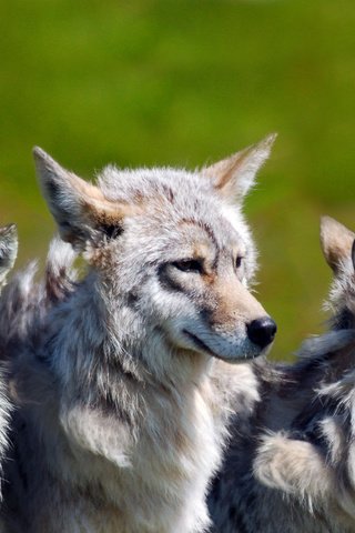 Обои хищник, братья волки, central alaska, волки, стая, волк, национальный парк денали, predator, brothers wolves, wolves, pack, wolf, denali national park разрешение 2560x1600 Загрузить