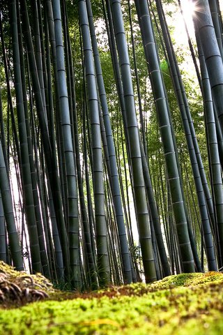 Обои япония, киото, бамбук, japan, kyoto, bamboo разрешение 2560x1600 Загрузить