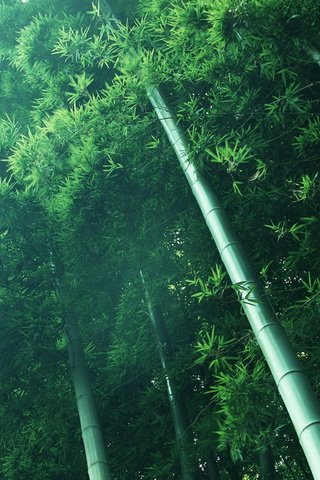 Обои свет, растения, зелёный, бамбук, light, plants, green, bamboo разрешение 2048x1280 Загрузить