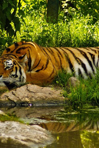 Обои тигр, морда, вода, хищник, пруд, отдых, умиротворение, полосый, tiger, face, water, predator, pond, stay, peace разрешение 2560x1600 Загрузить