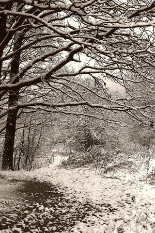 Обои деревья, снег, зима, чёрно-белое, сепия, скамейка, trees, snow, winter, black and white, sepia, bench разрешение 3504x2336 Загрузить