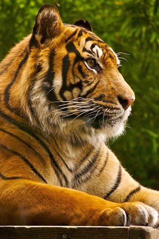 Обои тигр, хищник, большая кошка, отдых, зверь, дикая природа, fkxj kcjlv, gupgckhf аща5568, tiger, predator, big cat, stay, beast, wildlife разрешение 2560x1600 Загрузить