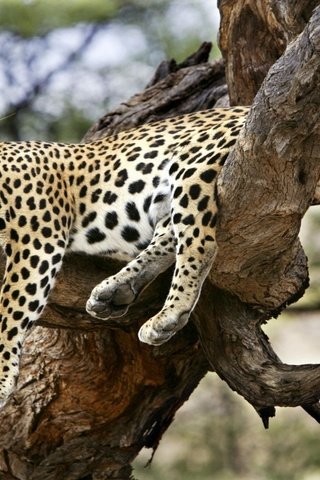 Обои дерево, сон, леопард, удобный, спящий леопард, tree, sleep, leopard, convenient, sleeping leopard разрешение 1920x1200 Загрузить