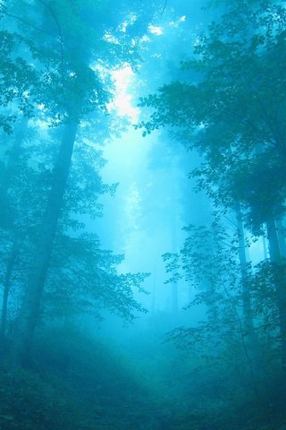 Обои деревья, лес, синий, туман, trees, forest, blue, fog разрешение 2560x1600 Загрузить