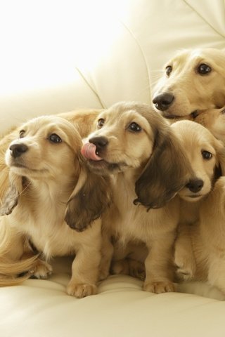 Обои щенки, язык, диван, собаки.щенки, puppies, language, sofa, dog.puppies разрешение 1920x1350 Загрузить