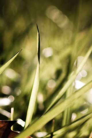 Обои свет, трава, лист, light, grass, sheet разрешение 3360x1050 Загрузить