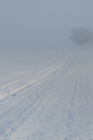 Обои дерево, зима, туман, след, tree, winter, fog, trail разрешение 1920x1252 Загрузить