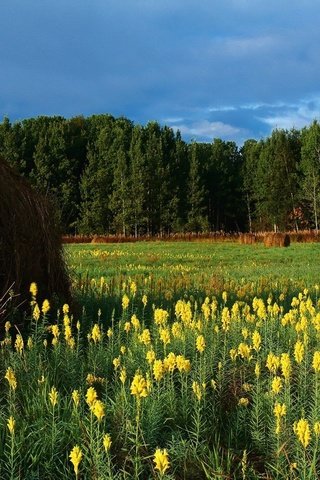 Обои цветы, горы, поле, сено, тюки, рулоны, flowers, mountains, field, hay, bales, rolls разрешение 2560x1024 Загрузить