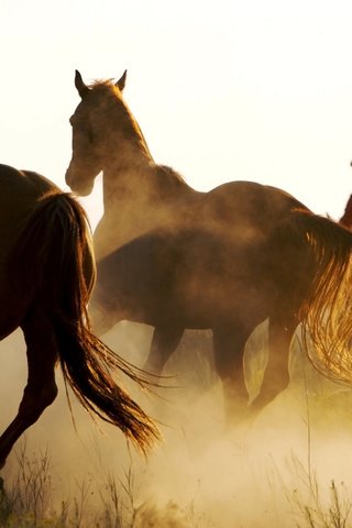 Обои животные, люди, человек, лошади, кони, animals, people, horse, horses разрешение 2560x1600 Загрузить