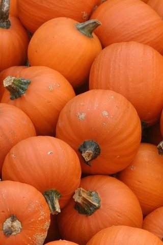 Обои оранжевый, тыквы, pumpkins, orange, pumpkin разрешение 1920x1200 Загрузить