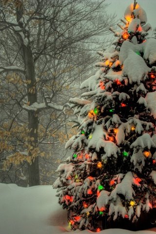 Обои огни, снег, елка, гирлянды, цветные, зимний.лес, lights, snow, tree, garland, colored, winter.forest разрешение 2560x1600 Загрузить