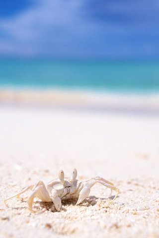 Обои пляж, краб, белый песок, beach, crab, white sand разрешение 1920x1200 Загрузить