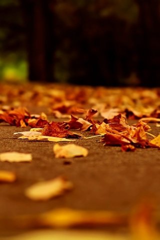 Обои дорога, вечер, листья, осень, осенние листья, road, the evening, leaves, autumn, autumn leaves разрешение 1920x1080 Загрузить