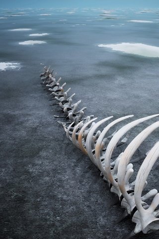 Обои лёд, кости, скелет, ice, bones, skeleton разрешение 1920x1440 Загрузить