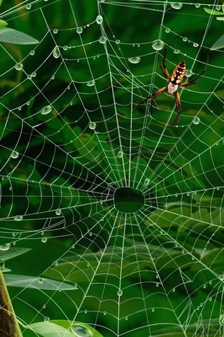 Обои листья, паук, паутина, leaves, spider, web разрешение 1920x1200 Загрузить