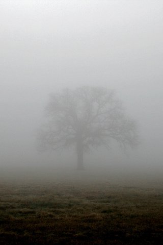 Обои дерево, туман, поле, tree, fog, field разрешение 1944x1296 Загрузить